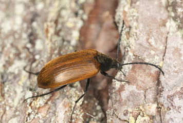 Darkling beetle, Pseudocistela ceramboides on tree, macro photo