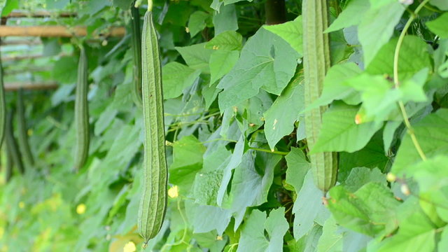 Tree angled gourd.(Luffa acutangula (Linn.) Roxb.)