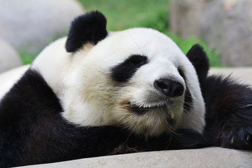 Obraz premium Sleeping panda