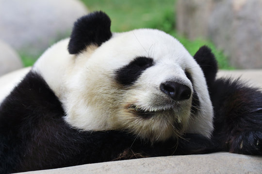 Sleeping panda