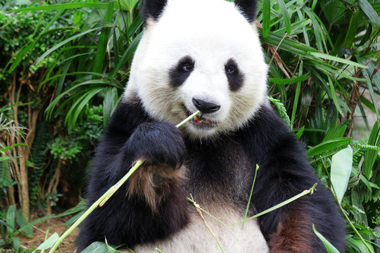 Fototapeta panda eat