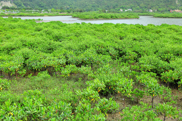 Fototapeta na wymiar Red Mangroves