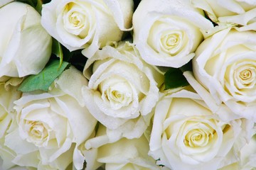 white roses in dew drops