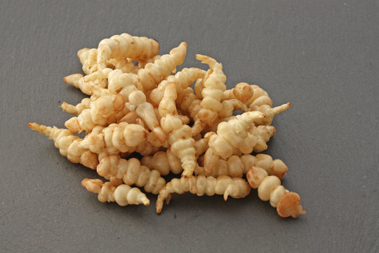 Crosnes l&eacute;gume de crosne