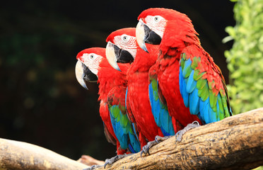 Three macaw on tree