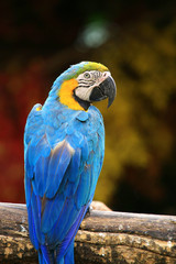 Macaw Bird