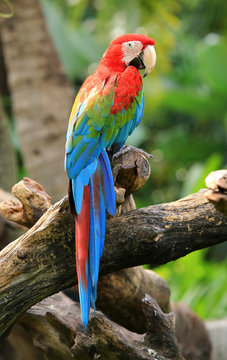 Fototapeta beautiful macaw