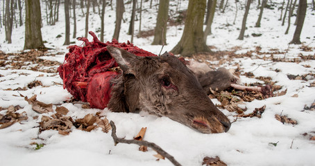 Dead deer killed by Poacher. Illegal hunting.