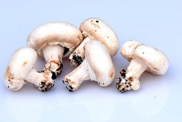 AGARICUS BISPORUS, CHAMPIÑÓN