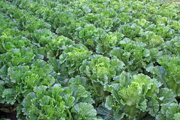 green chinese cabbage