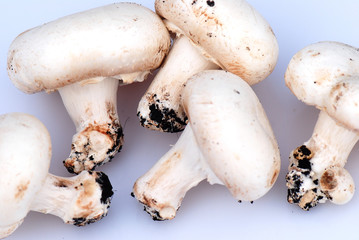 CHAMPIÑONES COMUNES. AGARICUS BISPORUS