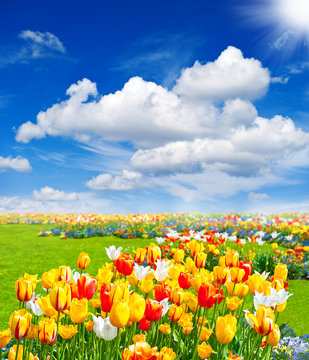 Tulip Flowers Field. Spring Landscape