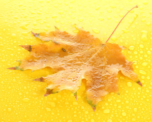 Fototapeta na wymiar jasny liść jesień, na żółtym tle