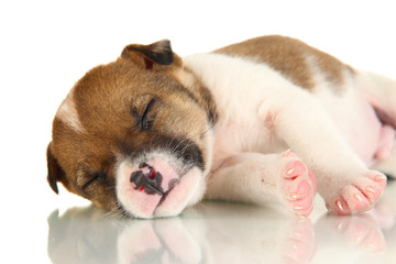 Beautiful little puppy sleeping isolated on white