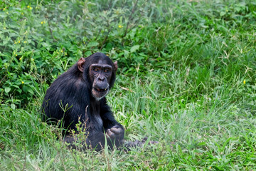 Chimpanzee in Ngamba Island Chimpanzee Sanctuary, on Ngamba Island, Lake Victoria, Uganda