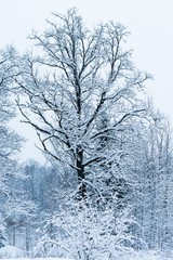 Fototapeta na wymiar winter landscape forest