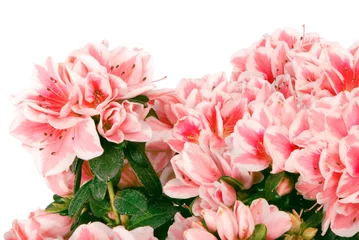 Photo sur Plexiglas Macro Le grand bouquet de couleurs roses (chemin de détourage)