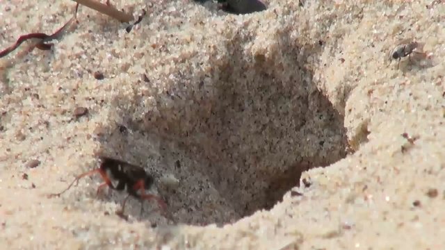 Wasp rapidly digging hole in sand