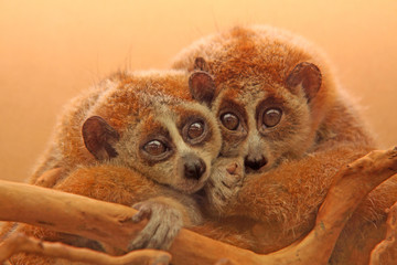 slow lorises