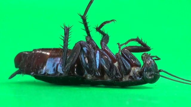Cockroach lying on it's back