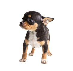 short haired chihuahua puppy in front of a white background