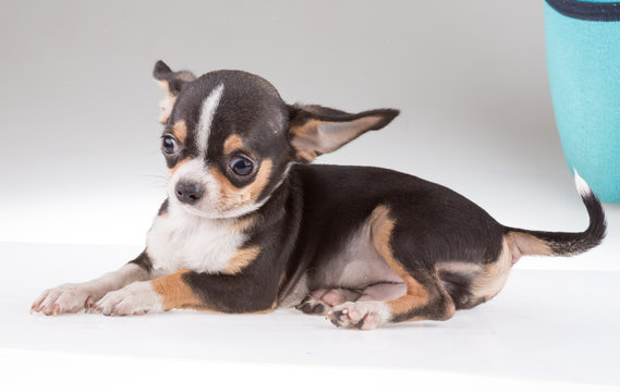 portrait of a cute purebred puppy chihuahu
