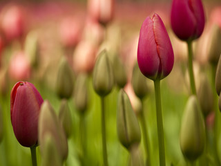 Colorful tulips