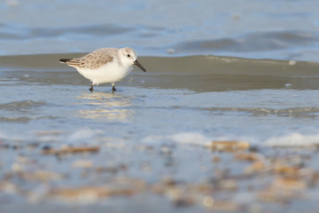 Sanderling (Calidris alba) searching for food