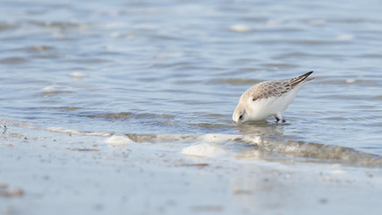 Sanderling (Calidris alba) searching for food