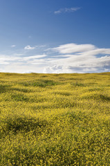 Wild brassica