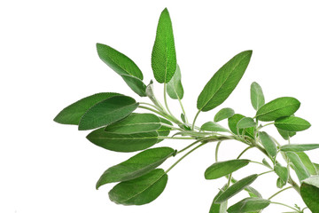 salvia - sage over white background