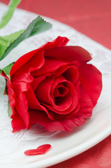red rose on a white plate, selective focus, closeup
