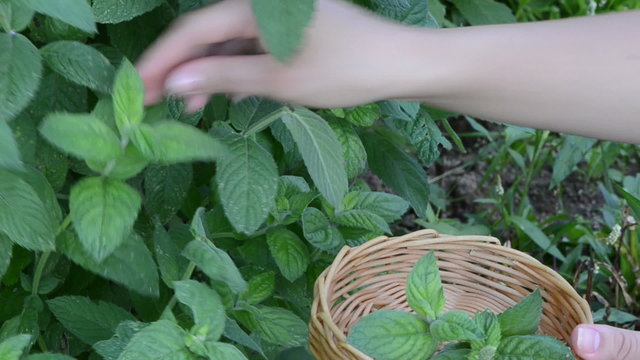 woman hands gather pick mint leaf. alternative medicine herbs