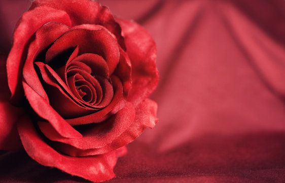 Valentine's day background with red rose
