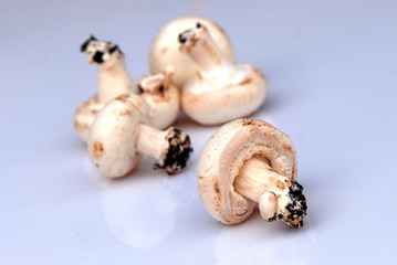 CHAMPIÑONES AISLADOS.