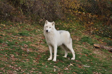 Obraz premium Arktyczny Wilk