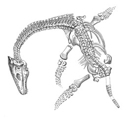 Prehistory - Plesiosaurus (Lias)