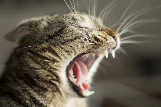 264 Best Baille Images Stock Photos Vectors Adobe Stock 264 Best Baille Images Stock Photos Vectors Adobe Stock