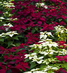 Red and white christmas tree.