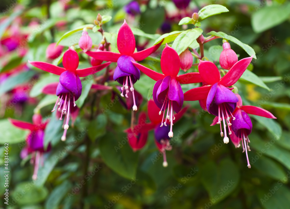 Wall mural fuchsia.