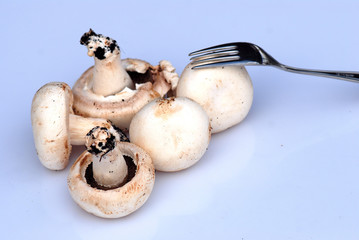 CHAMPIÑONES. TENEDOR