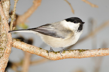 Fototapeta premium a willow tit perched on a branch