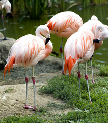 Fototapeta na wymiar Flamingo (Phoenicopterus chilensis)