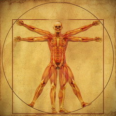 Vitruvianische Mensch mit Muskelanatomie und Skelett