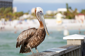 Clearwater Beach Florida Pelican