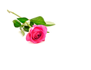 Rose Pink Flat on Background White