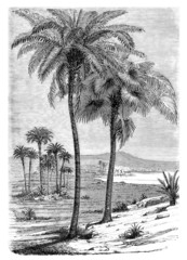 Palmtrees - Palmiers