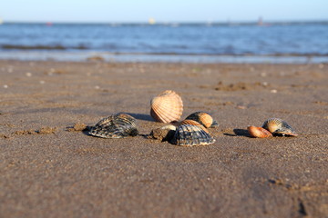 Muszelki na plaży © jadria
