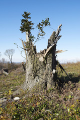 Tree destruction