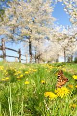 Schmetterling auf Frühlingswiese